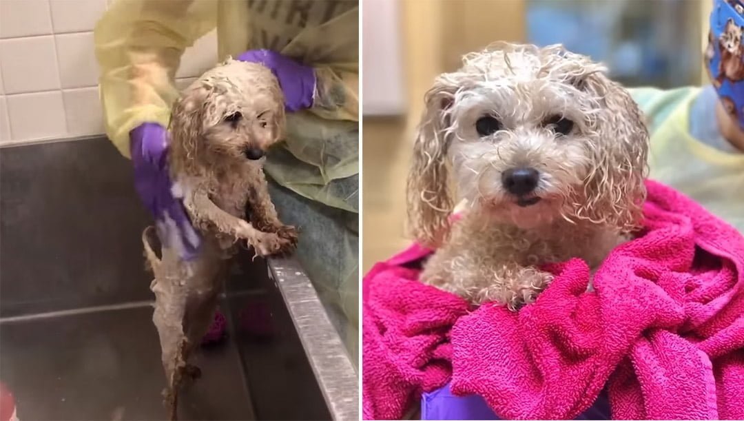 Che-Che en el baño Che-Che en el baño