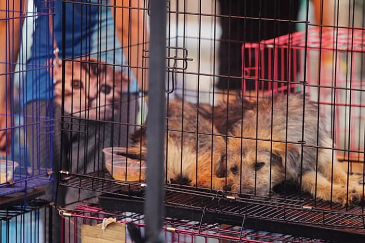 Primera ciudad en China en prohibir el consumo de perros, gatos y vida silvestre 6 Ciudad china prohíbe consumo de perros y gatos