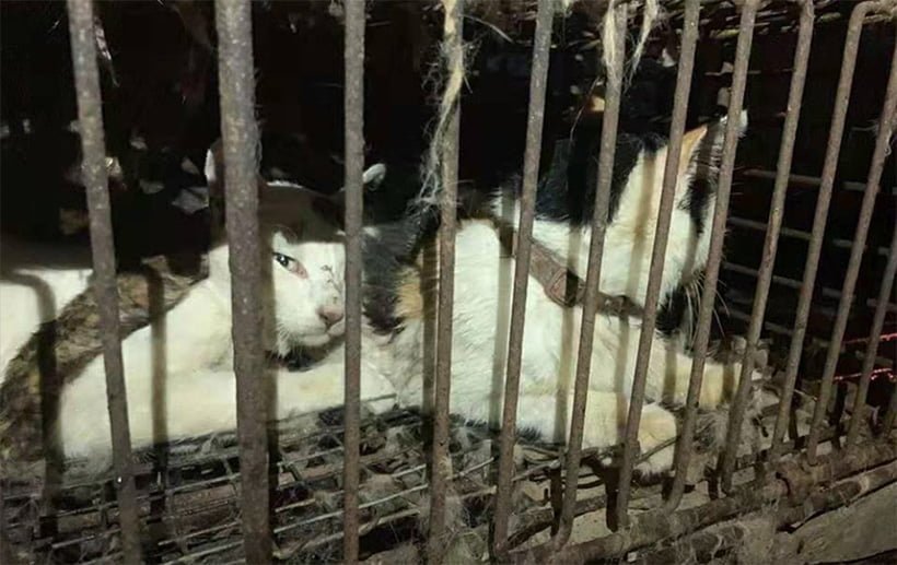 Segunda ciudad china prohíbe a sus residentes consumir animales de compañía 9 Ciudad china prohíbe consumo
