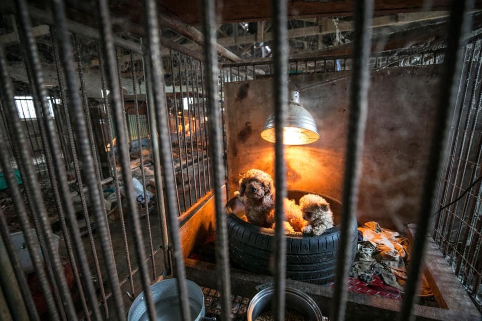 Segunda ciudad china prohíbe a sus residentes consumir animales de compañía 6 Consumo de perros prohibido