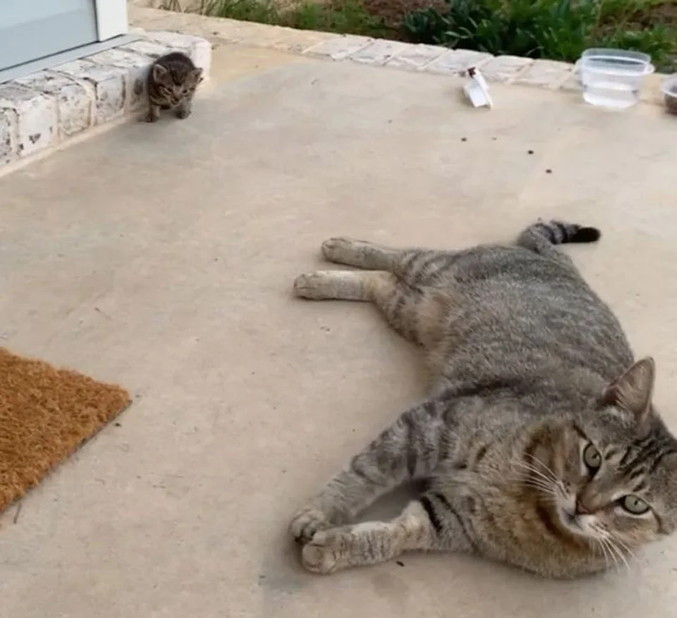 Gata sin hogar se vuelve amiga de una pareja y un día decide llevarles a su gatito 2 Familia de gatitas