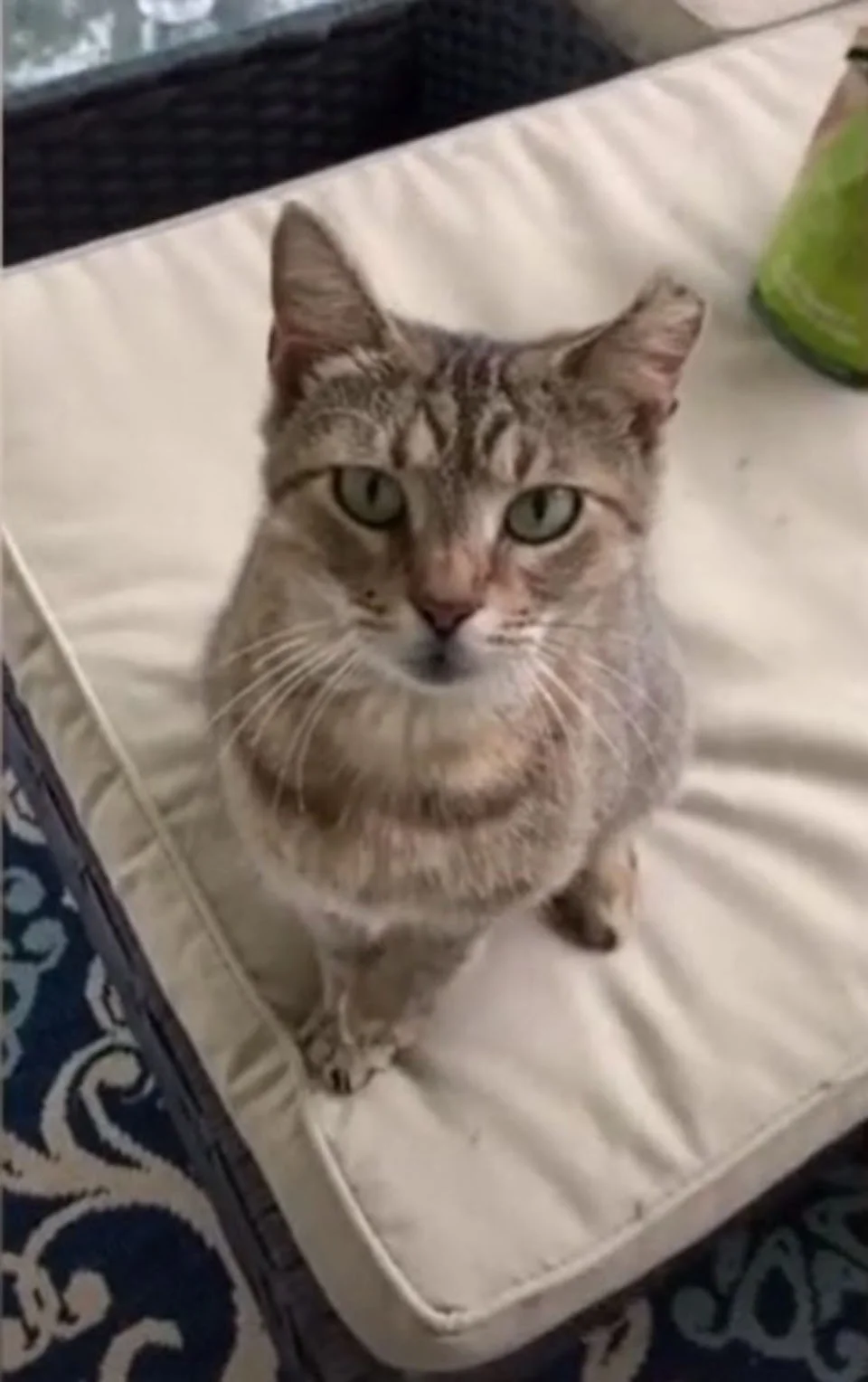 Gata sin hogar se vuelve amiga de una pareja y un día decide llevarles a su gatito 1 Gata adulta