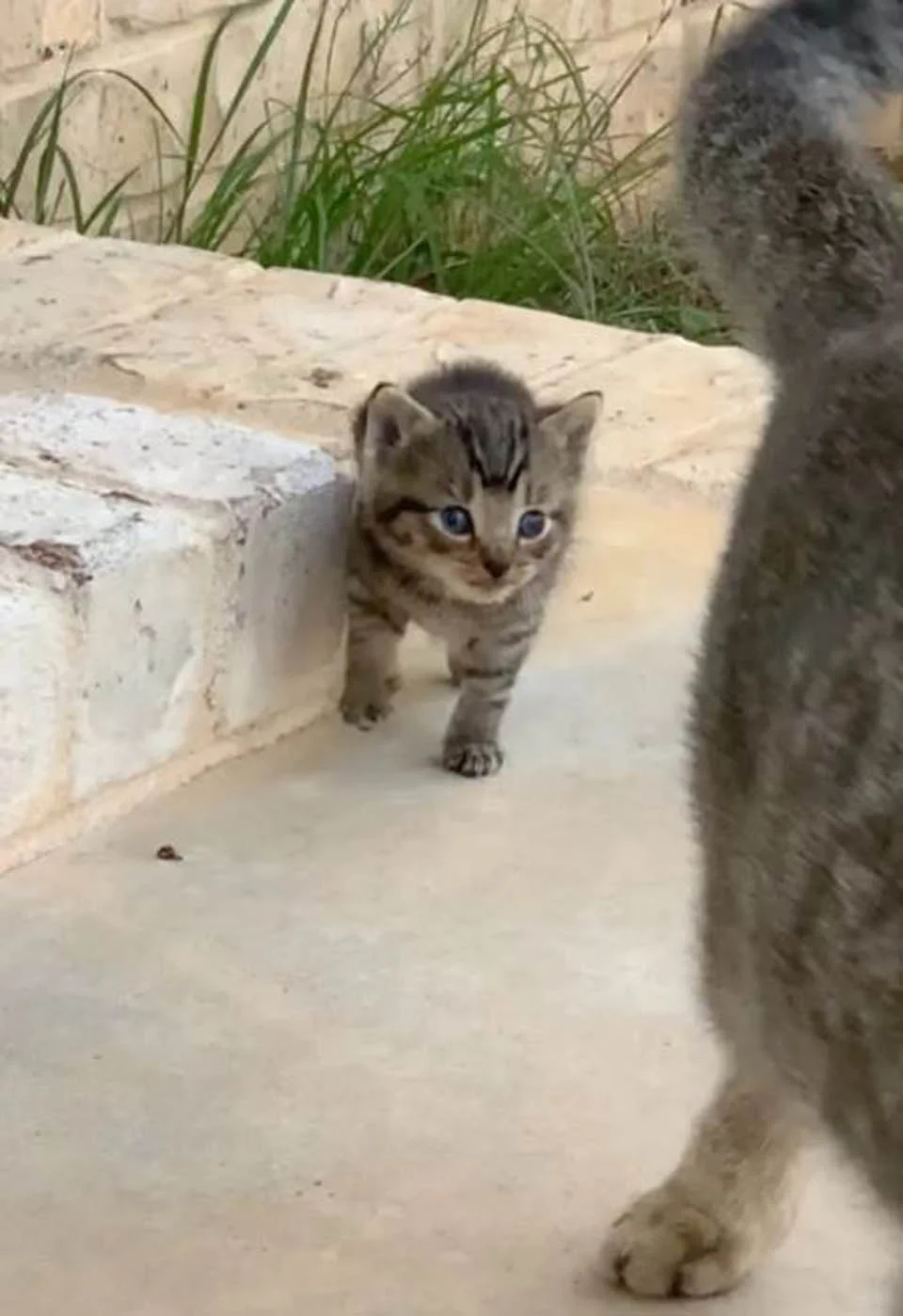 Gata sin hogar se vuelve amiga de una pareja y un día decide llevarles a su gatito 5 Gata detrás de su mamá