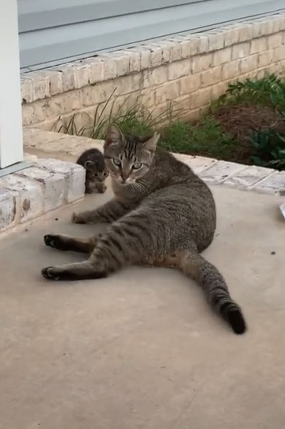 Gata sin hogar se vuelve amiga de una pareja y un día decide llevarles a su gatito 5 Gata sin hogar trae a su pequeña gata