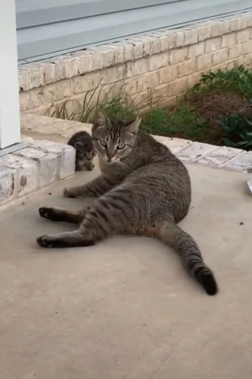 Gata sin hogar se vuelve amiga de una pareja y un día decide llevarles a su gatito 3 Gata sin hogar trae a su pequeña gata