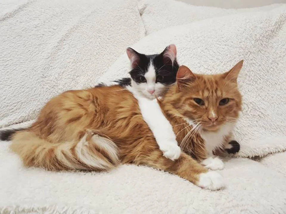 Gato de una familia cuida a una gatita sin hogar que encontraron en un bosque 2 Gatita pequeña abraza a gato grande