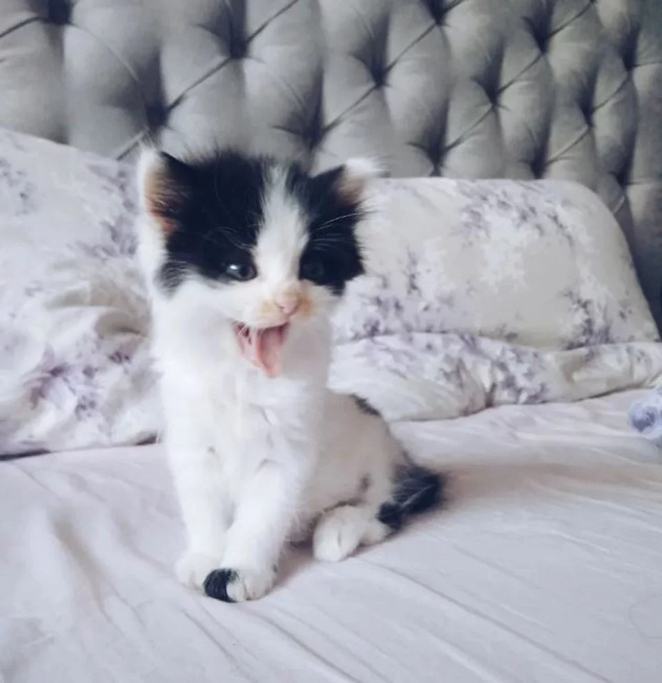 Gato de una familia cuida a una gatita sin hogar que encontraron en un bosque 1 Gatita rescatada de un bosque