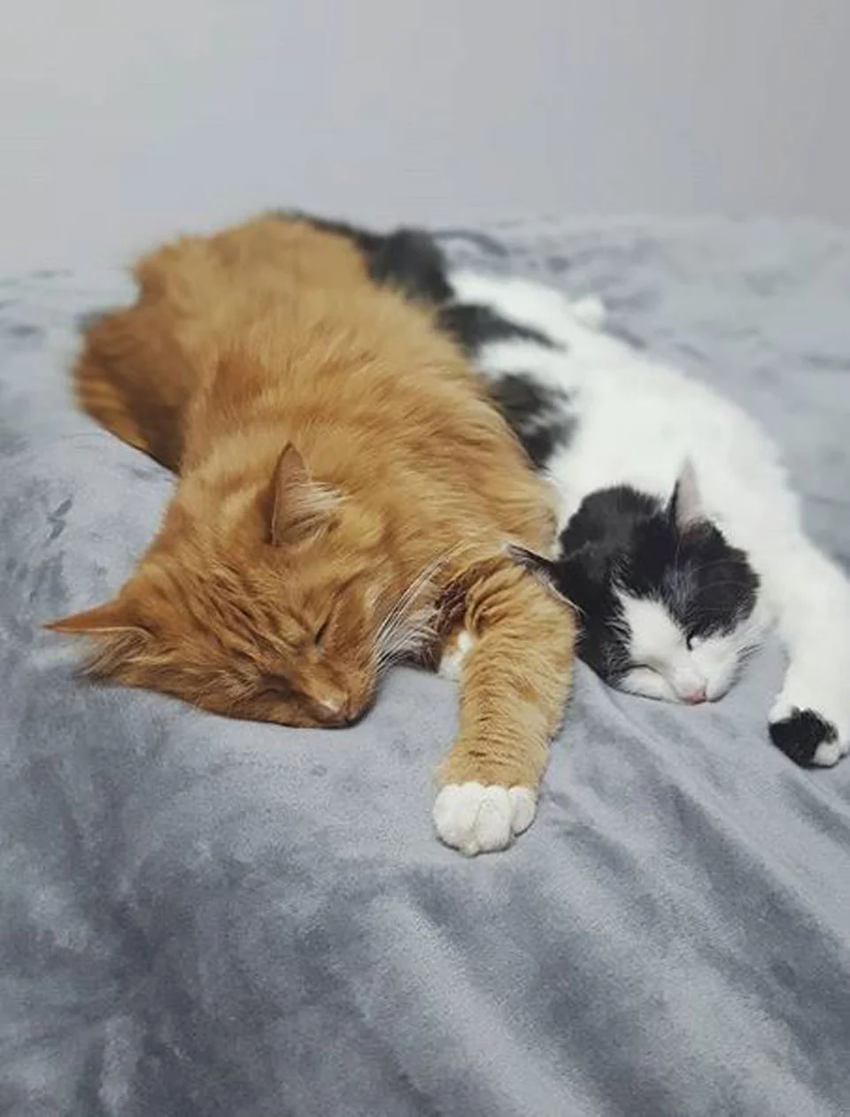 Gato de una familia cuida a una gatita sin hogar que encontraron en un bosque 5 Gatita y gato duermen acompañados