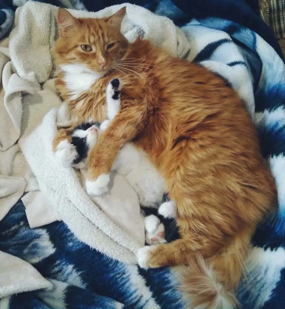 Gato de una familia cuida a una gatita sin hogar que encontraron en un bosque 6 Gato cuida a gatita