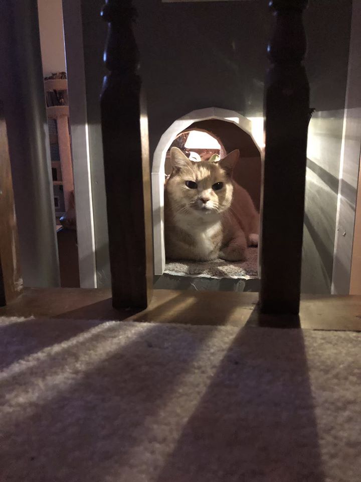 Gato en la entrada de la torre