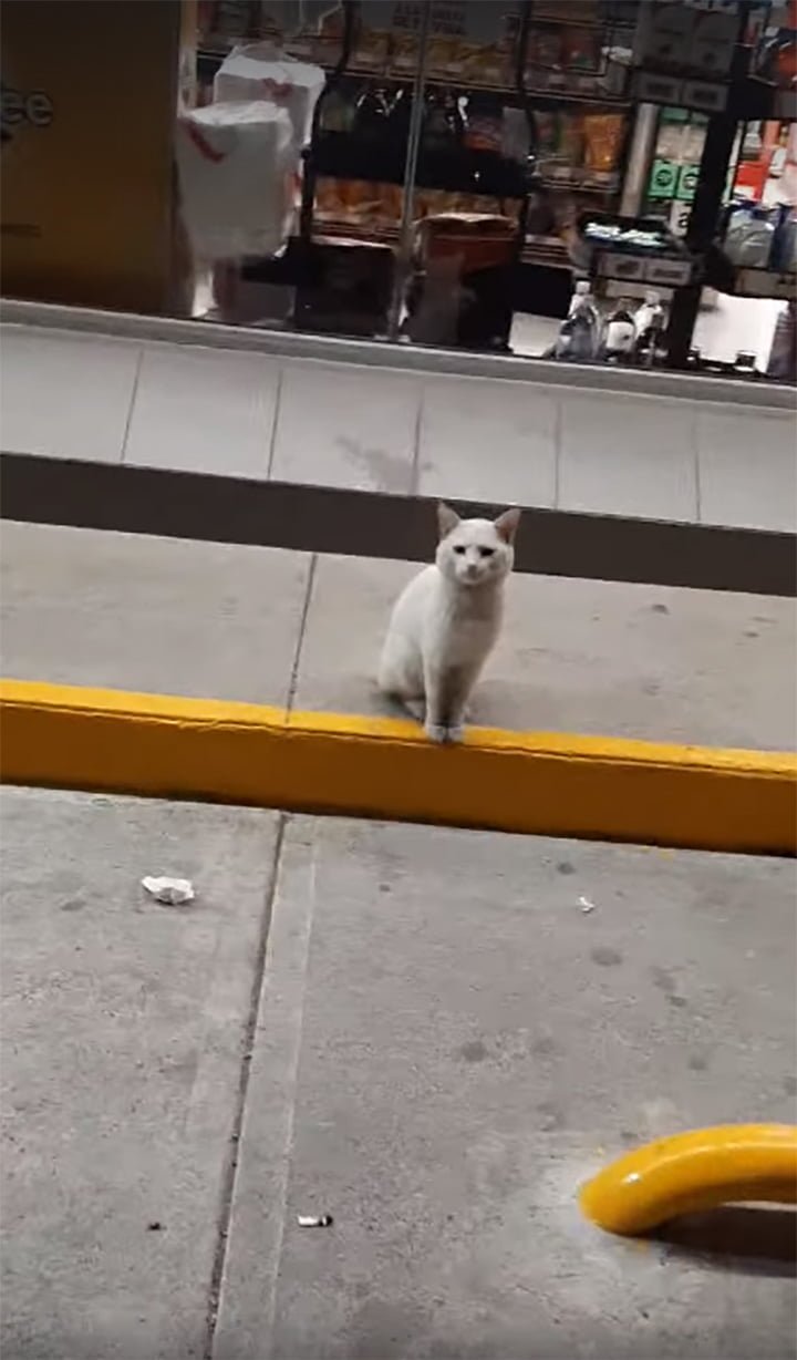 Gato inteligente visita la tienda para pedirle a la gente que le compre golosinas 1 Gato inteligente pide comida