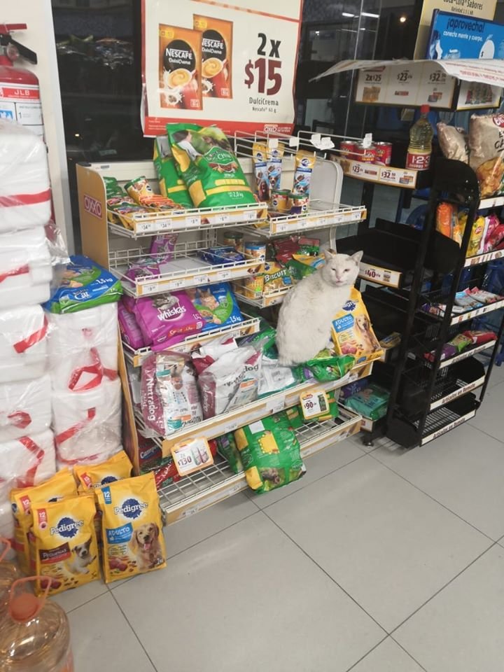 Gato inteligente visita la tienda para pedirle a la gente que le compre golosinas 2 Gato inteligente pide golosinas