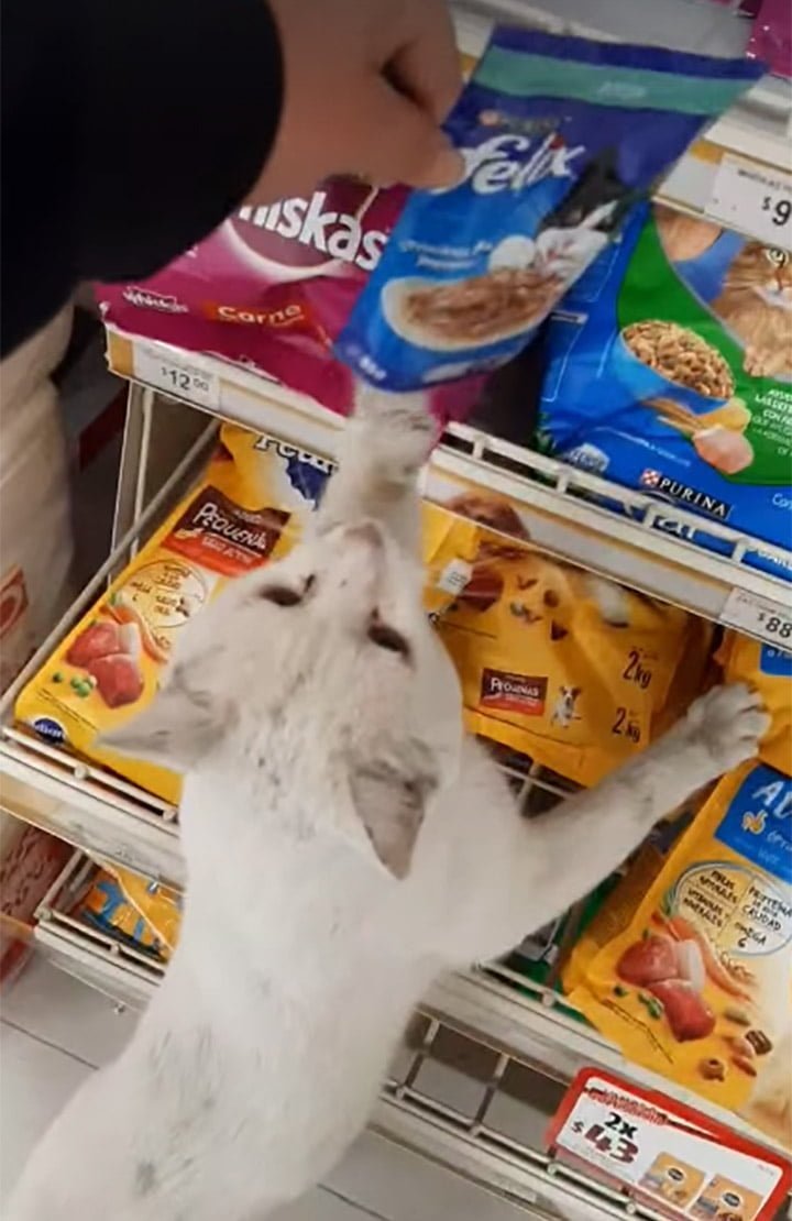 Gato inteligente visita la tienda para pedirle a la gente que le compre golosinas 3 Gato inteligente pidiendo golosinas