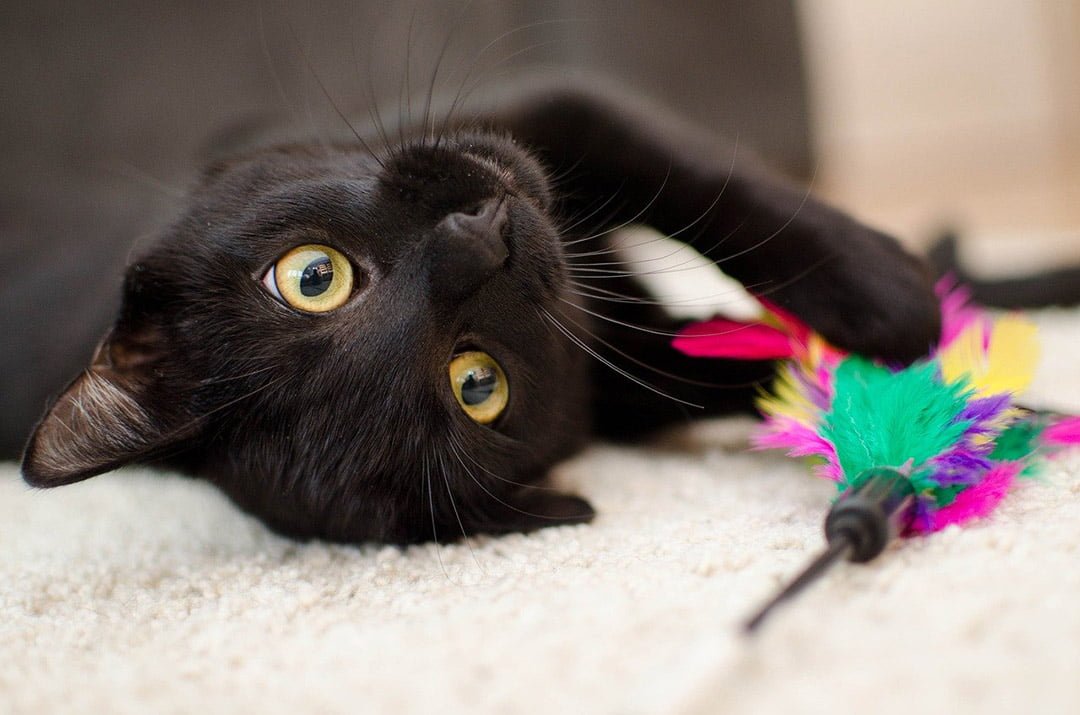 Gato negro Gato negro