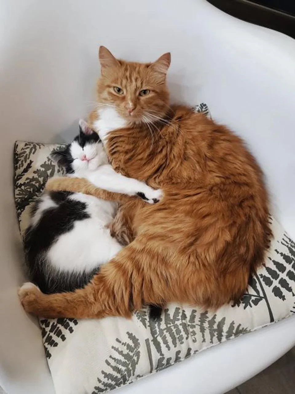 Gato de una familia cuida a una gatita sin hogar que encontraron en un bosque 4 Gato protege a gatita rescatada