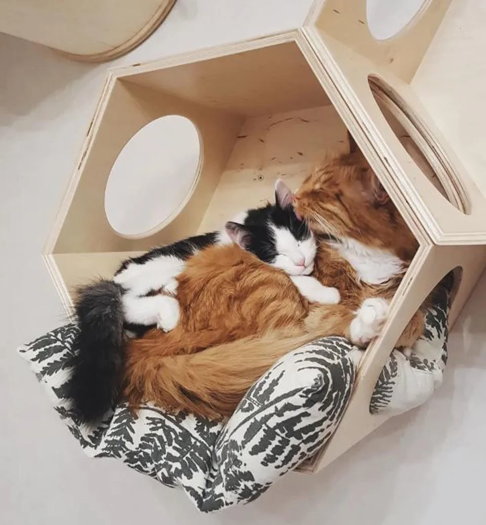 Gato de una familia cuida a una gatita sin hogar que encontraron en un bosque 7 Gatos duermen acurrucados