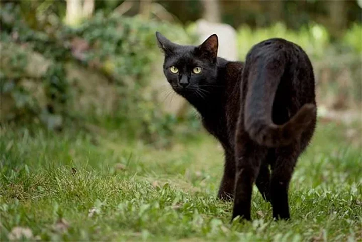 Gatos negros son convertidos en remedio para curar el coronavirus en Vietnam 2 Gatos negros utilizados