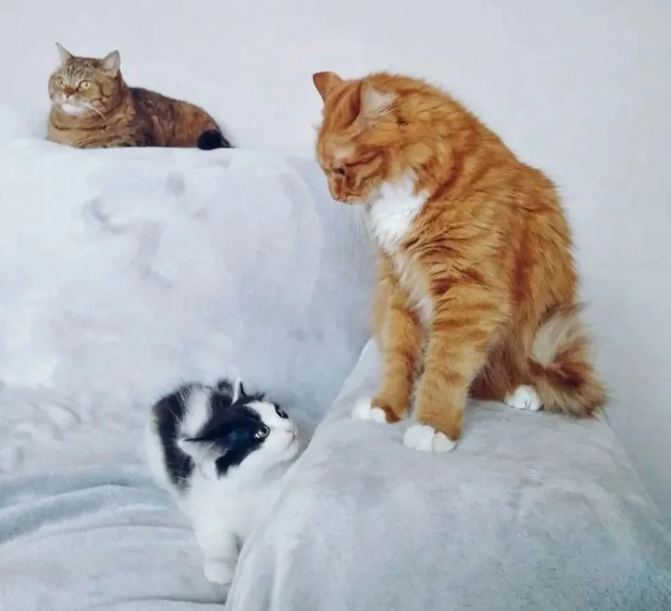 Gato de una familia cuida a una gatita sin hogar que encontraron en un bosque 9 Gatos se observan entre ellos