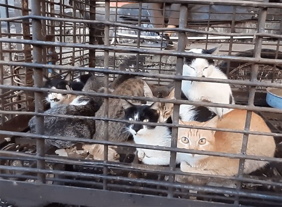 Mercado en Indonesia continúa vendiendo animales exóticos a pesar de la pandemia 5 Gatos vendidos