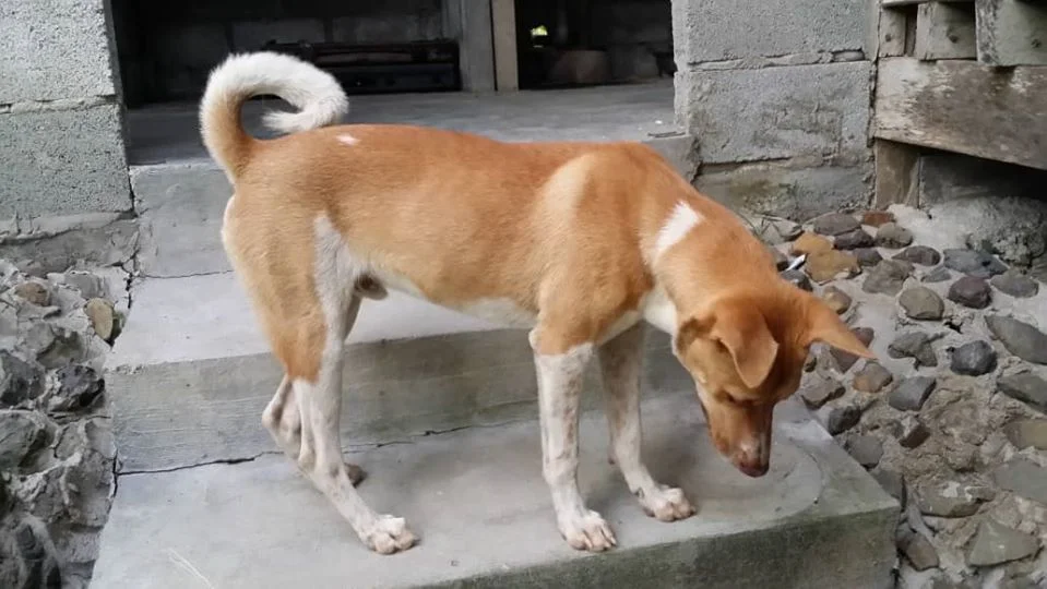 Hombre caminó por 3 días temiendo ser portador del Covid-19 y un perro leal lo acompañó 5 Hachiko compañero de hombre