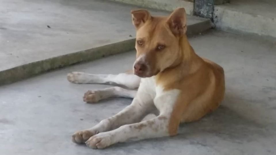 Hombre caminó por 3 días temiendo ser portador del Covid-19 y un perro leal lo acompañó 14 Hachiko perro compañero