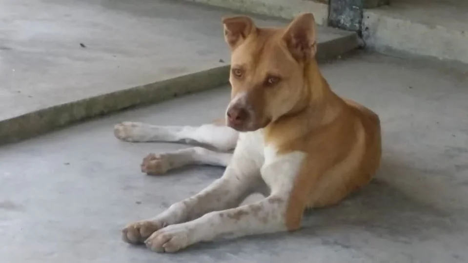 Hombre caminó por 3 días temiendo ser portador del Covid-19 y un perro leal lo acompañó 7 Hachiko perro compañero