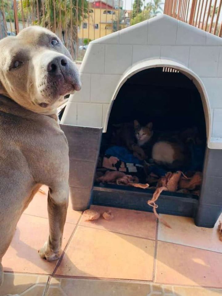 Dulce pitbull invita a una gata sin hogar embarazada en su casa para tener a sus bebés 3 Hades cuidando de la gata callejera