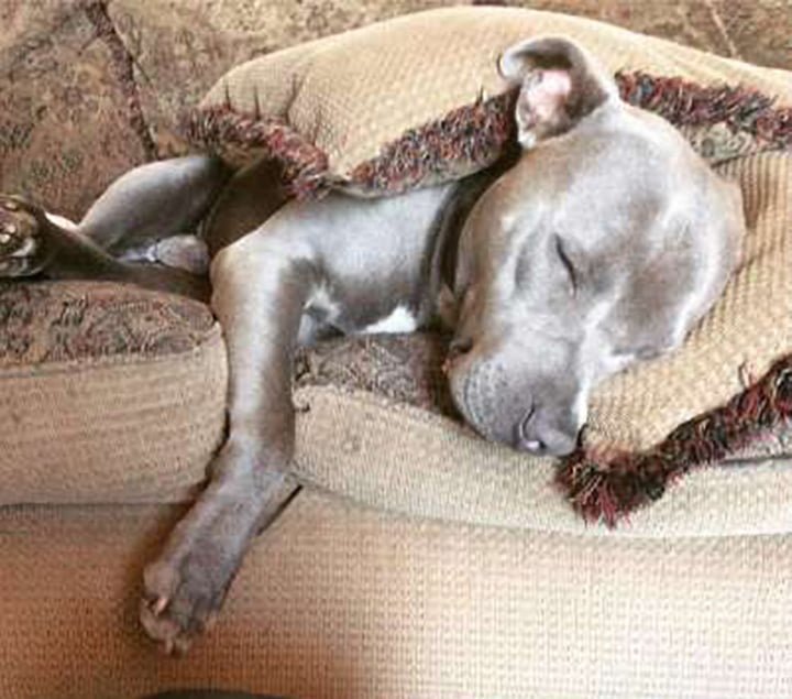 Dulce pitbull invita a una gata sin hogar embarazada en su casa para tener a sus bebés 6 Hades descansando