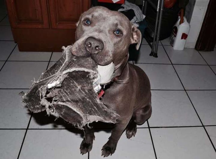 Dulce pitbull invita a una gata sin hogar embarazada en su casa para tener a sus bebés 1 Hades un noble pitbull