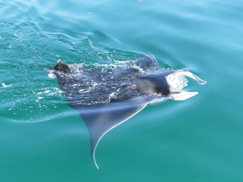 Debido a la ausencia de las personas por la cuarentena el reino animal regresa a esta isla 5 Holbox-Mantarraya