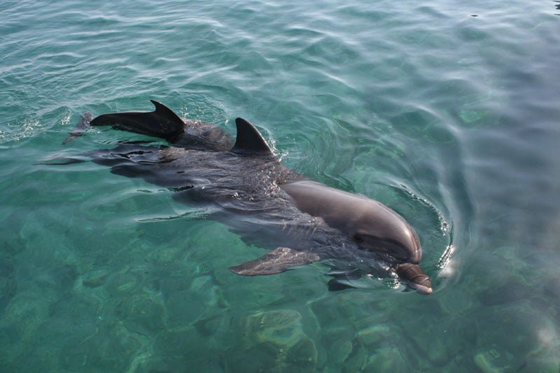 Debido a la ausencia de las personas por la cuarentena el reino animal regresa a esta isla 6 Delfines en las playas