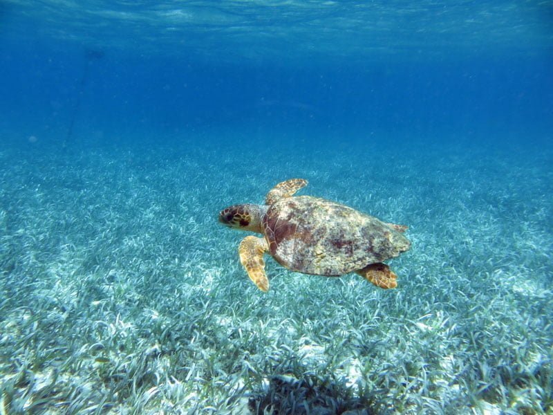 Debido a la ausencia de las personas por la cuarentena el reino animal regresa a esta isla 8 Tortuga regresa a las playas