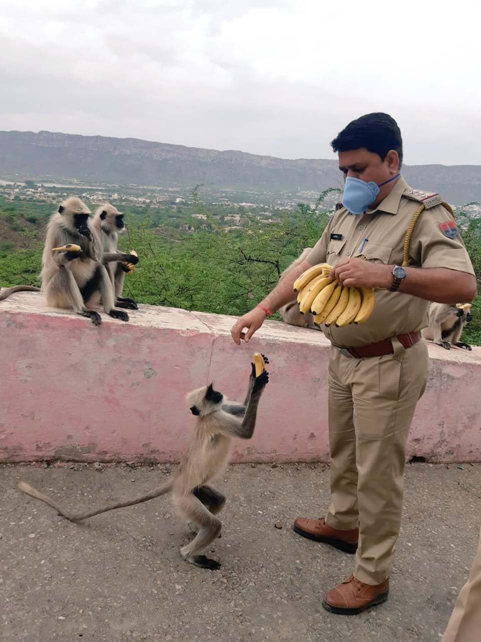 Cuerpo cívico alimenta a miles de animales hambrientos en medio de la cuarentena en la India 10 Hombre alimenta con bananas a micos