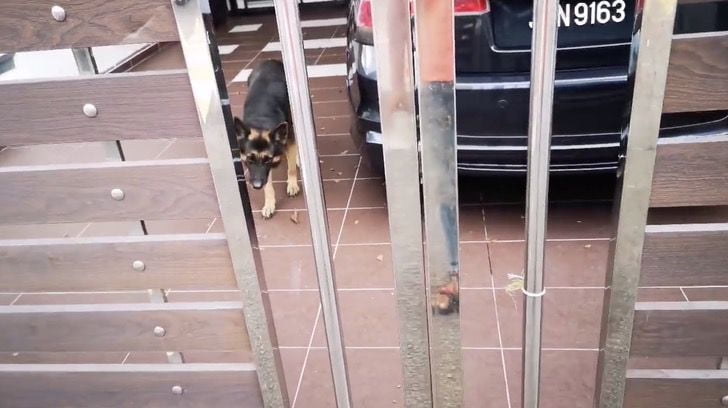 Hombre alimenta al perro de su vecino que no puede volver a casa por la cuarentena 4 Hombre alimenta perro que está solo