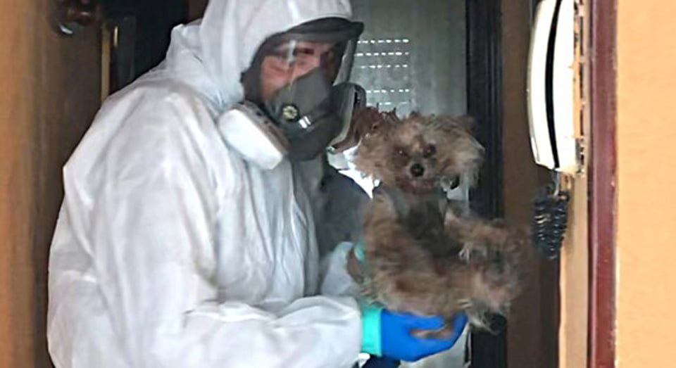Voluntarios ayudan a animales que se quedan solos debido al coronavirus 5 Hombre con traje de protección carga a perro pequeño