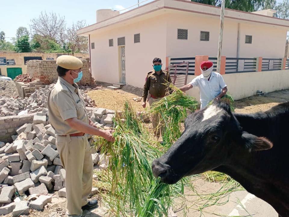Cuerpo cívico alimenta a miles de animales hambrientos en medio de la cuarentena en la India 9 Hombres alimentan a animales