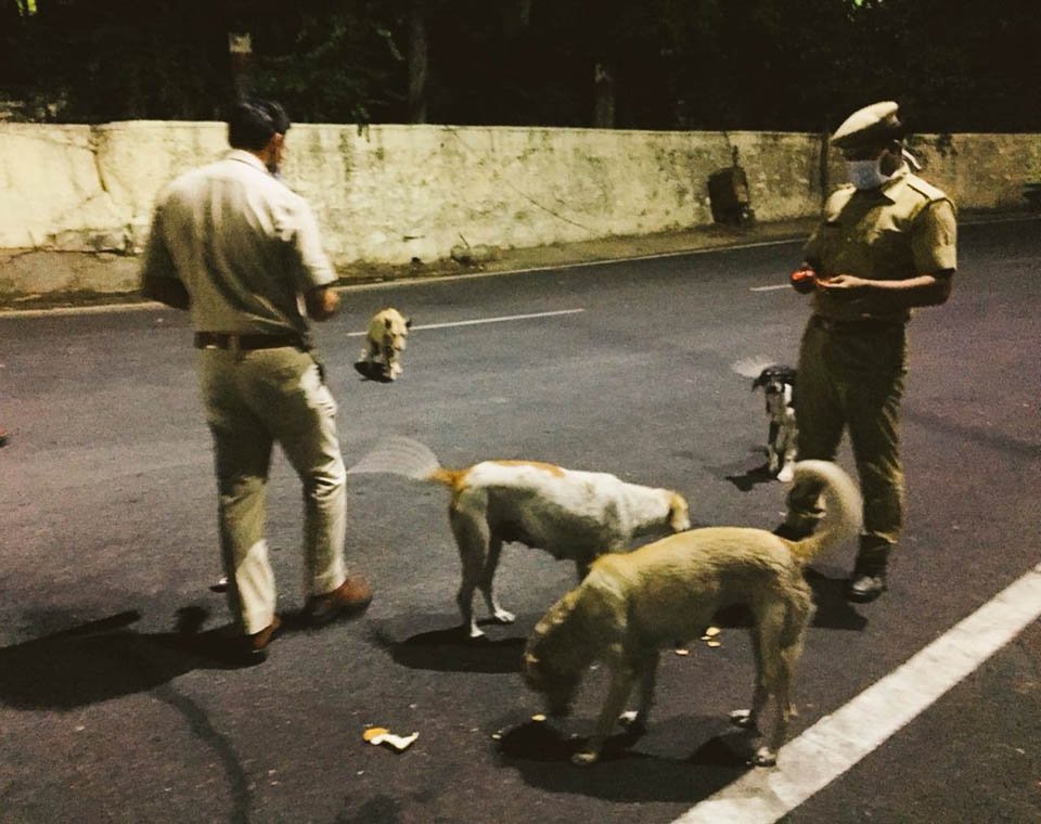Cuerpo cívico alimenta a miles de animales hambrientos en medio de la cuarentena en la India 8 Hombres alimentan a perros en la calle