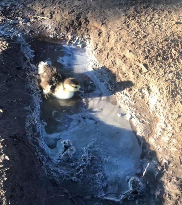 Mujer salva un huevo roto del nido de un pato llevándolo en su sostén 35 días para incubarlo 15 Huevo roto convertido en patito