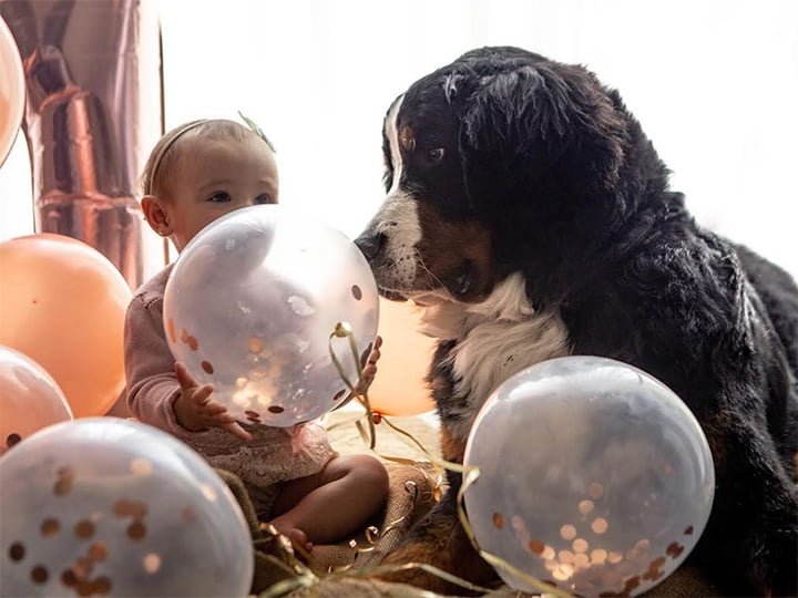 Hotel tiene su propio perro Bernés de la Montaña para abrazar a los huéspedes y acurrucarse con ellos 4 Kitty compartiendo con los niños