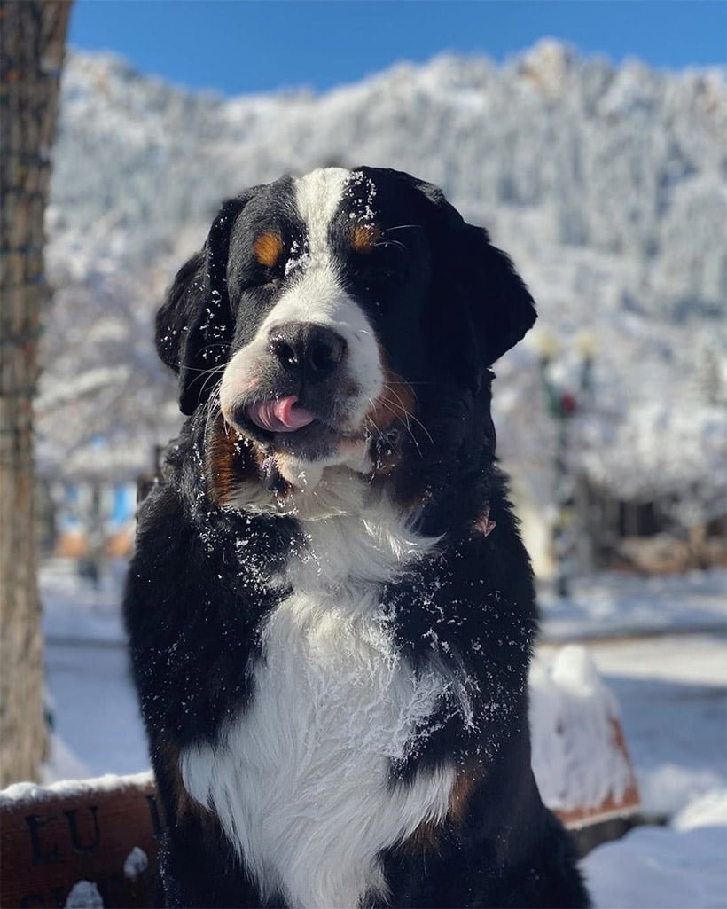 Hotel tiene su propio perro Bernés de la Montaña para abrazar a los huéspedes y acurrucarse con ellos 3 Kitty en la nieve