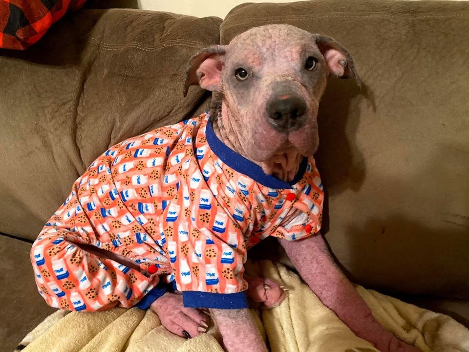Personas amables salvan a un perro moribundo y su transformación es increíble 14 Lainey en el sofá