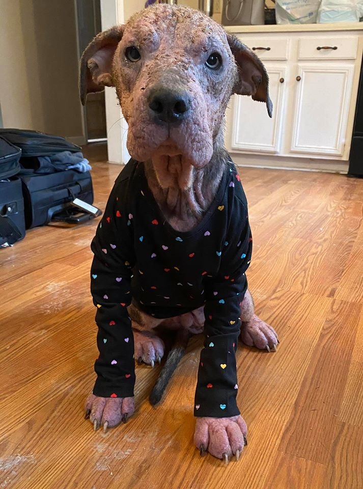 Personas amables salvan a un perro moribundo y su transformación es increíble 13 Lainey evolucionando