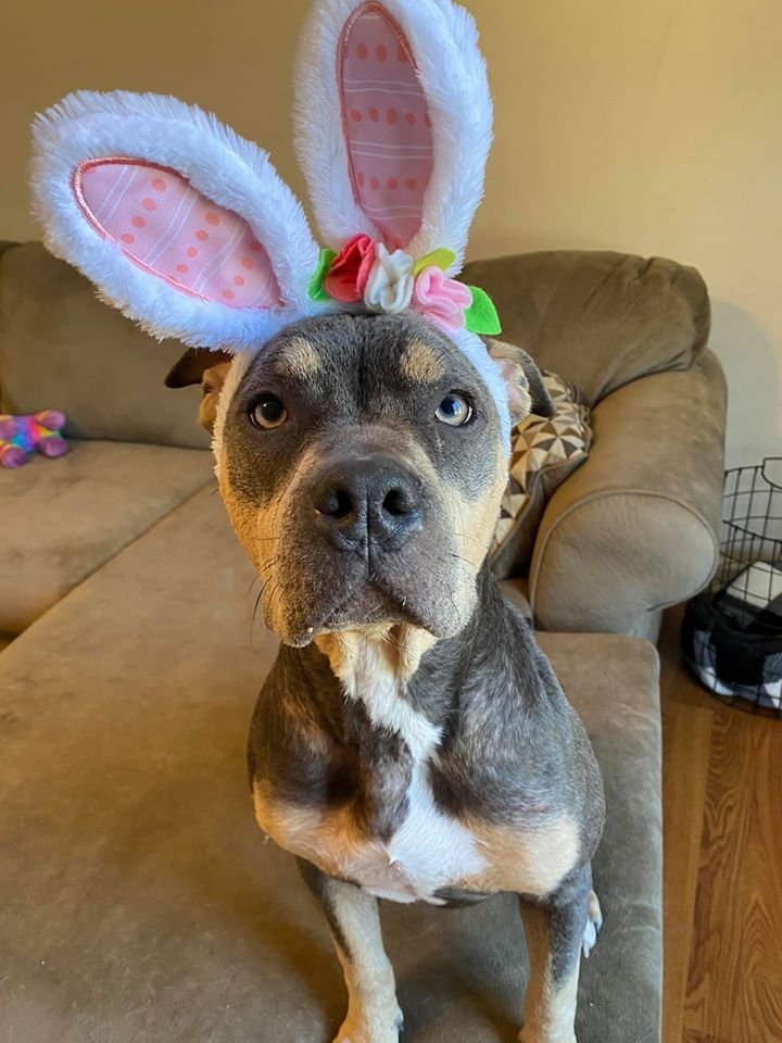 Personas amables salvan a un perro moribundo y su transformación es increíble 16 Lainey posando recuperada