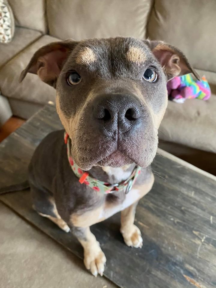 Personas amables salvan a un perro moribundo y su transformación es increíble 15 Lainey recuperada totalmente