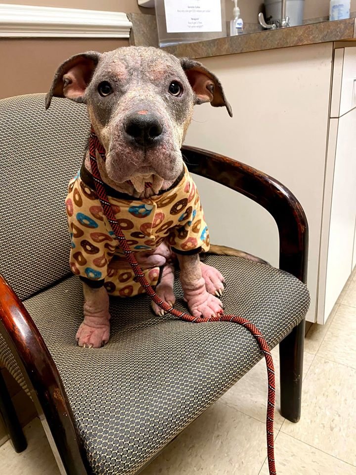 Personas amables salvan a un perro moribundo y su transformación es increíble 12 Lainey se recupera