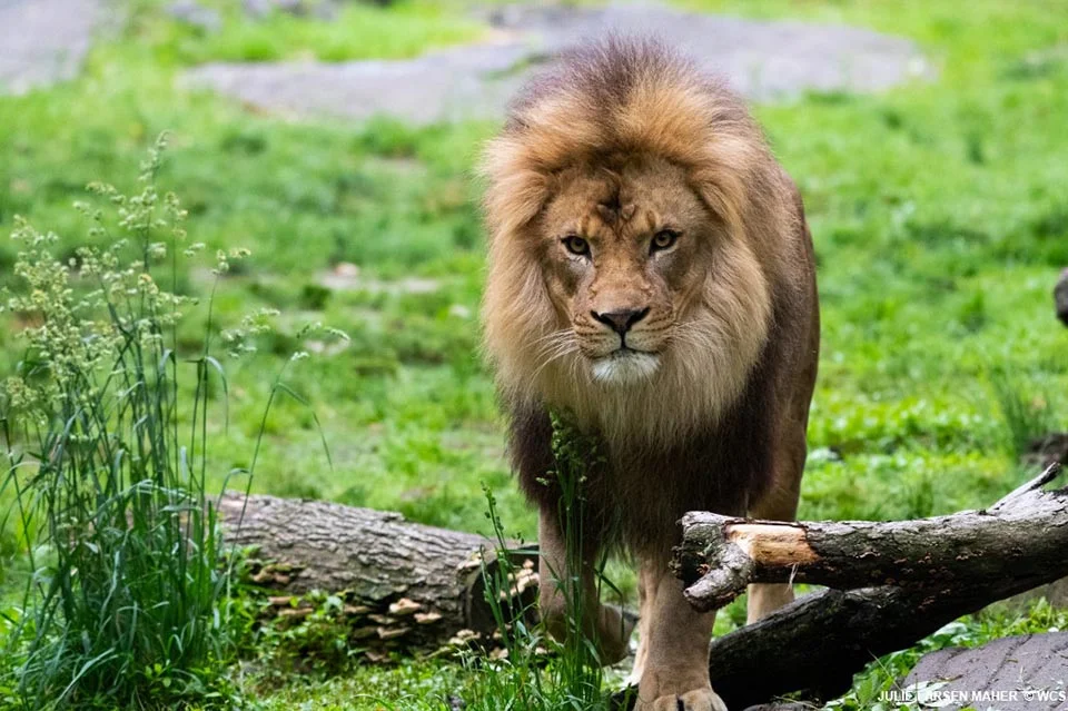 Tigre del Zoológico del Bronx da positivo para Covid-19, primer caso conocido en el mundo 3 León