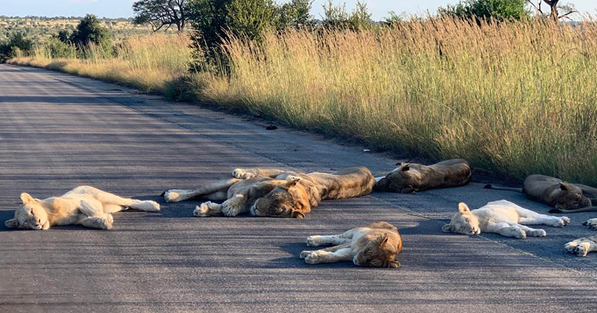 Leones toman siesta en medio de la carretera en Sudáfrica