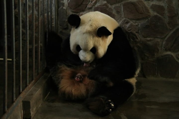 Adorables gemelos panda nacen en China durante la crisis del nuevo coronavirus 4 Madre y bebés