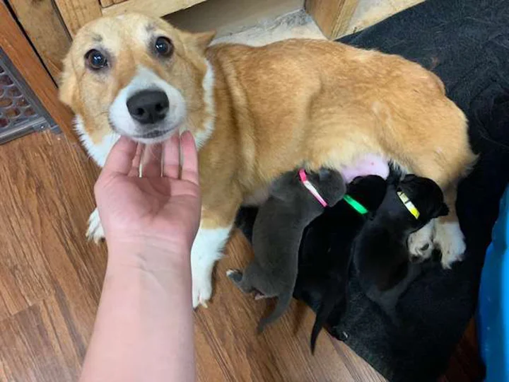 Corgi madre adopta cachorros pitbull abandados como propios 3 Mamá corgi y su camada adoptiva