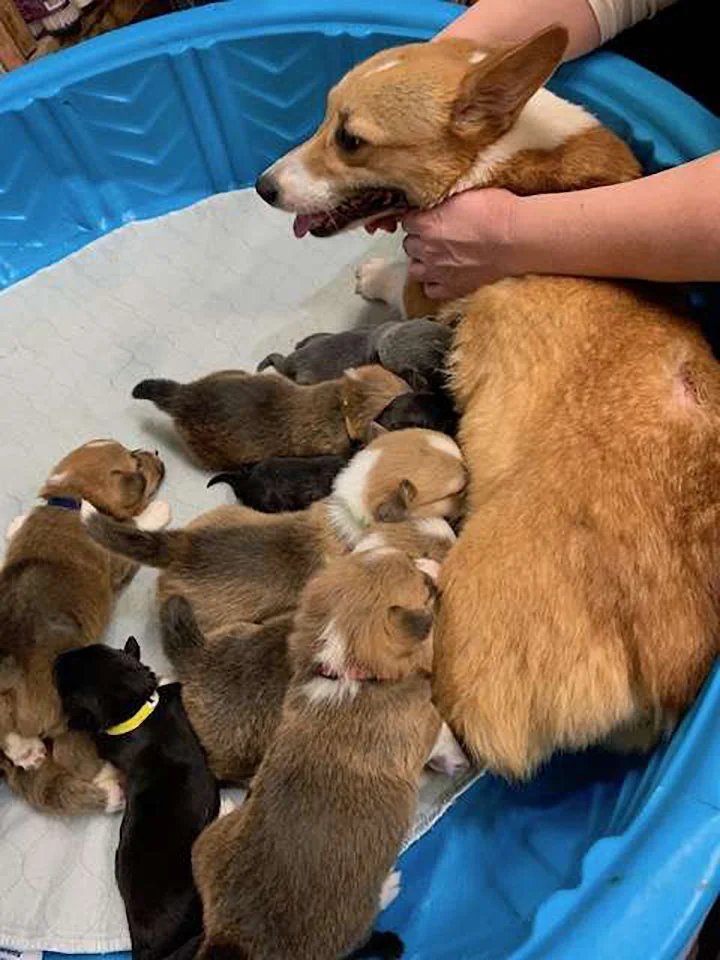 Corgi madre adopta cachorros pitbull abandados como propios 1 Mamá corgi y su camada completa